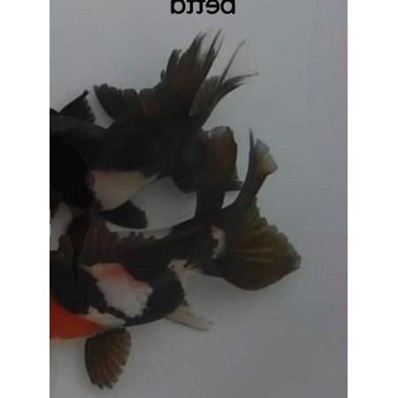 KOKI ORANDA PANDA TANCO TRIKOLOR SZ BABY ( ISI 4 ) 7-9 cm