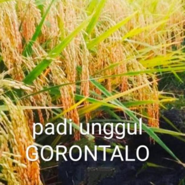 Bisa Cod Benih Padi Unggul Malai Panjang Gorontalo >>