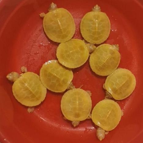 Kura Kura Res Albino 4 - 7 cm