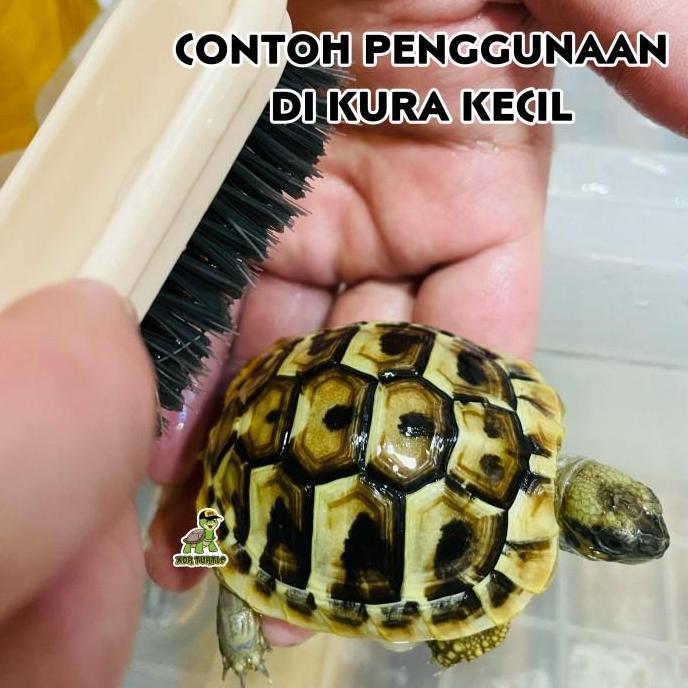 SIKAT PEMBERSIH UNTUK MEMBERSIHKAN KURA DARAT KURA AIR SULCATA PARDALIS ALDABRA CST  Cream
