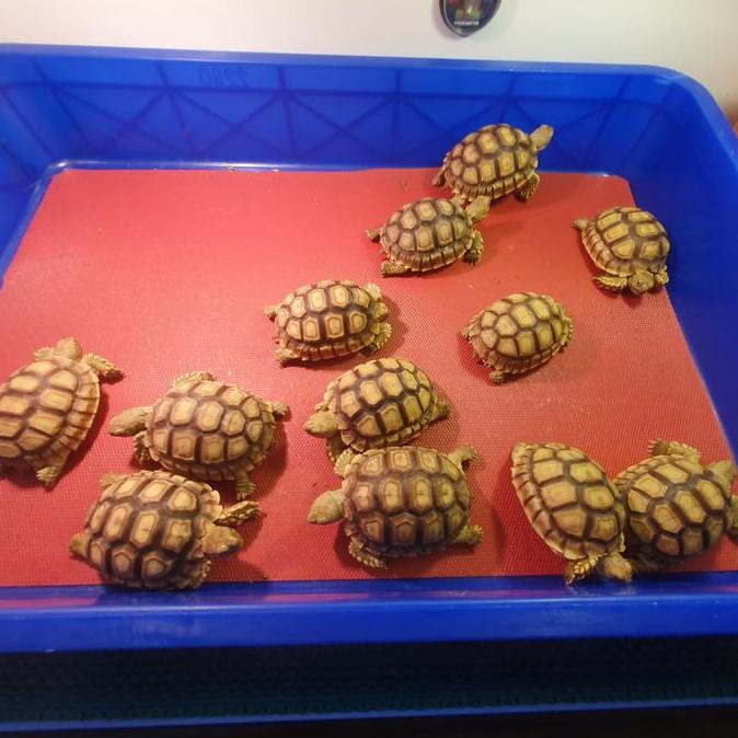 Kura-kura Sulcata Size 7-8cm