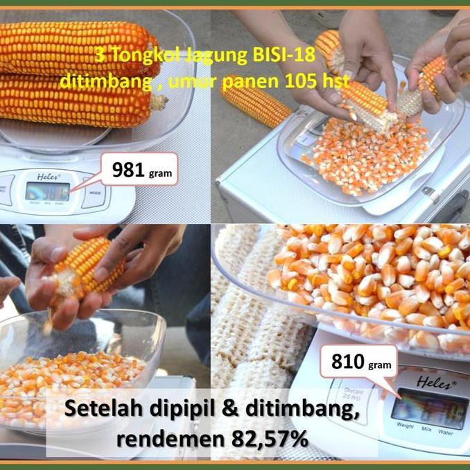 Benih Jagung Bisi 18 1Kg Jagung Hibrida F1 Super Bisi 18 Kapal Terbang