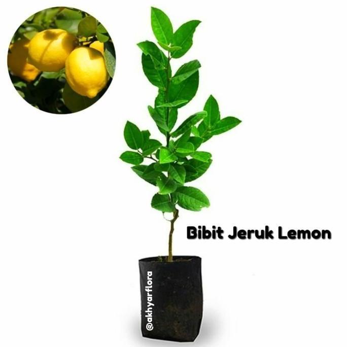 Bibit Jeruk Lemon Pohon Jeruk Lemon Tanaman Buah Jeruk Lemon