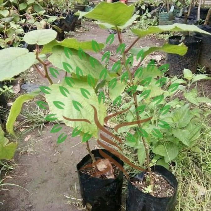 Bibit Tanaman Buah Kiwi Golden Premium-Bibit Pohon Kiwi Golden Premium