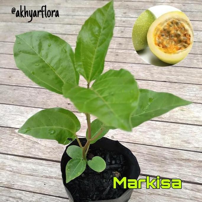 Bibit Markisa Tanaman Buah Markisa