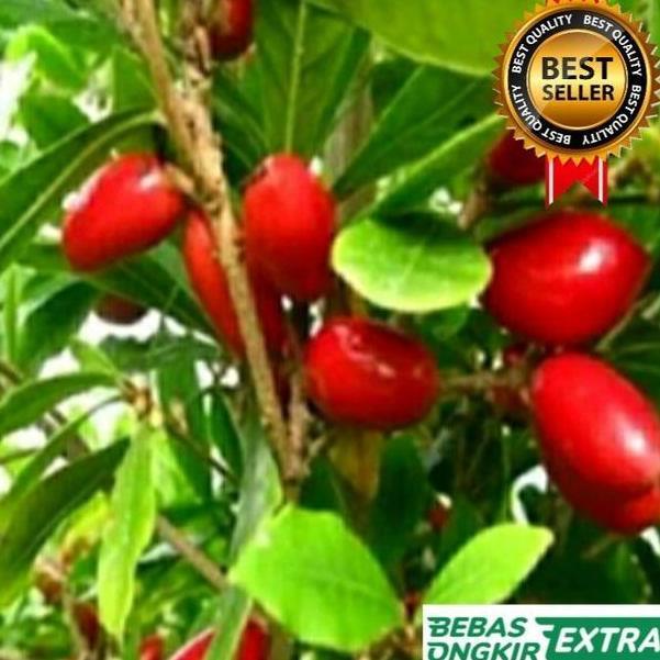 Miliki Bibit Pohon Miracle Fruit Bibit Buah Ajaib Cepat Berbuah