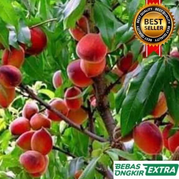 Bibit buah persik buahnya.Cepat Berbuah