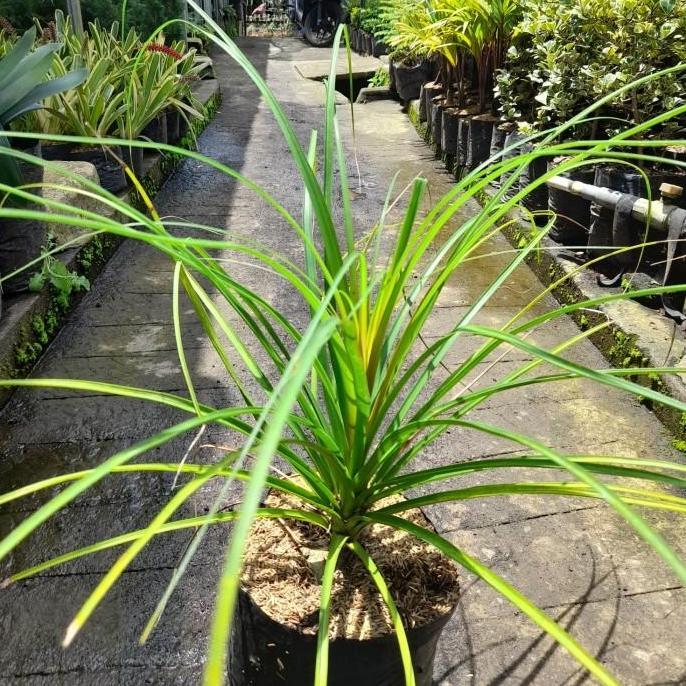 Thebest- Bibit Tanaman Nolina / Ponytail Palm / Palem Kuncir Kuda
