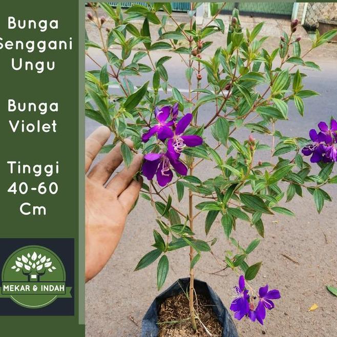 Bunga Senggani Bunga Violet
