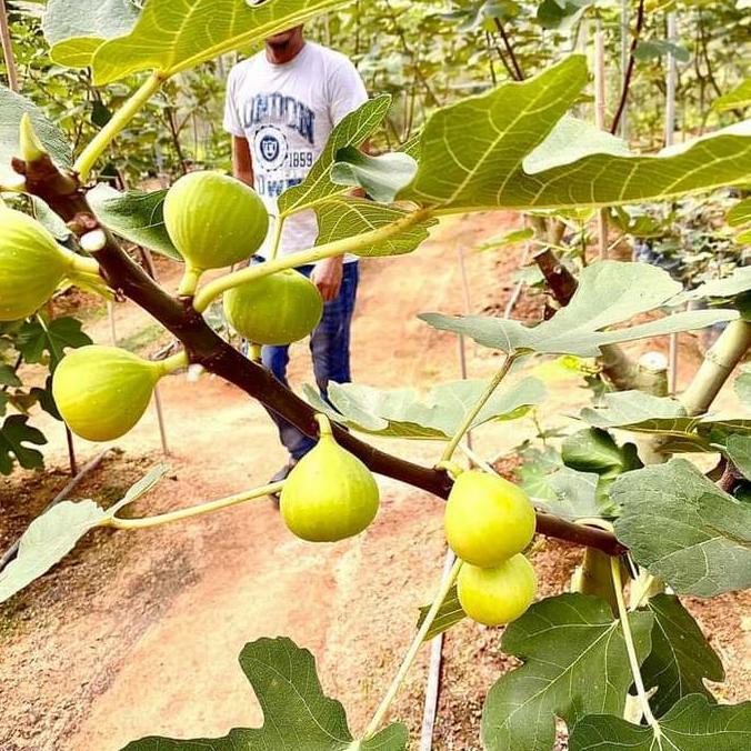Tanaman buah Bibit pohon buah tin LSU Gold buah jumbo