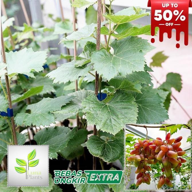bibit buah anggur import - bibit anggur julian