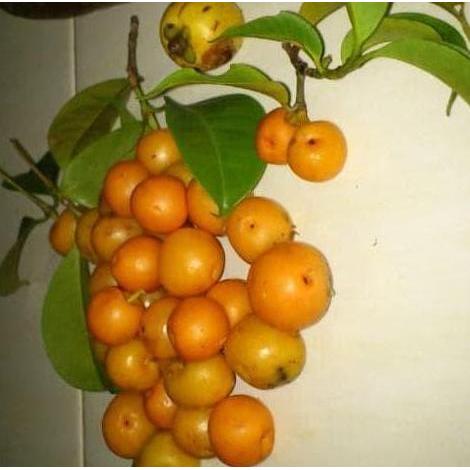 Bibit / Buah Asam Kandis SP TBTJ21