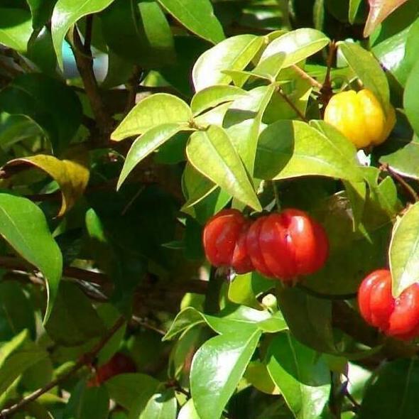 POHON THE BEST Bibit Tanaman Buah Cermai Merah / Dendaru