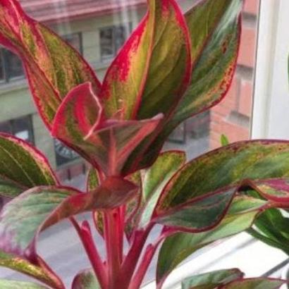 Ground- Tanaman Sri Rejeki Widuri Merah