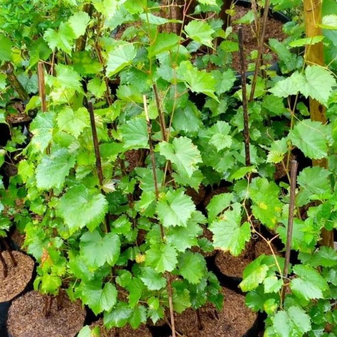 Gardenwill Bibit Buah Anggur Merah/Pohon Anggur/Benih Buah Anggur Merah