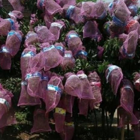 Allthebest- Karung bungkus Kelengkeng/brongsong buah/jaring kelengkeng 10 pcs