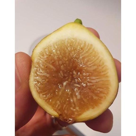 bibit buah tin Kadota fresh cangkok