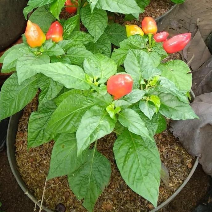Bibit Tanaman Buah Paprika - Bibit Pohon Cabai Paprika Mini