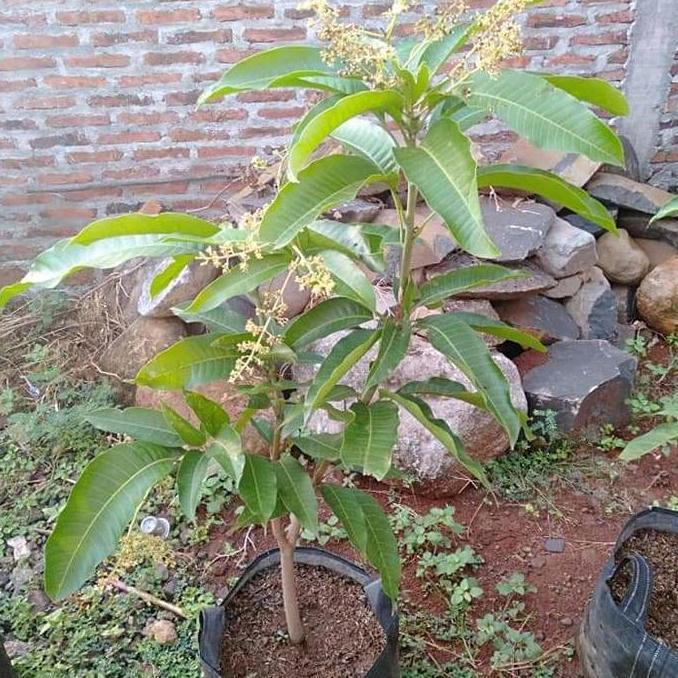 bibit buah mangga Chokanan berbunga