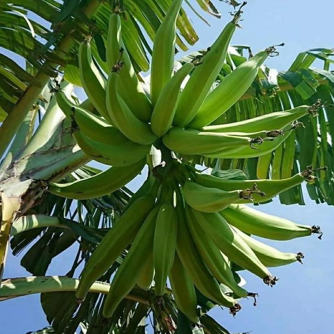 BIBIT POHON PISANG TANDUK-BIBIT TANAMAN BUAH PISANG TANDUK JUMBO