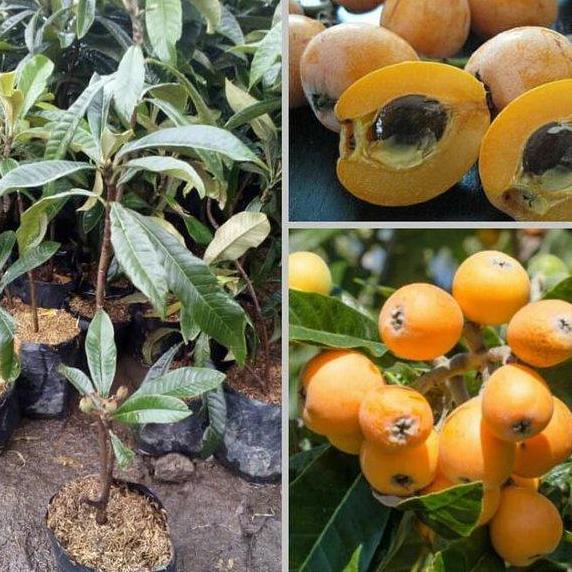 BUAH LECI BI - Bibit Tanaman Buah Leci Loquat - Bibit Pohon Leci