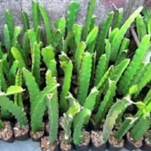 Pohon buah naga/ Bibit pohon buah naga