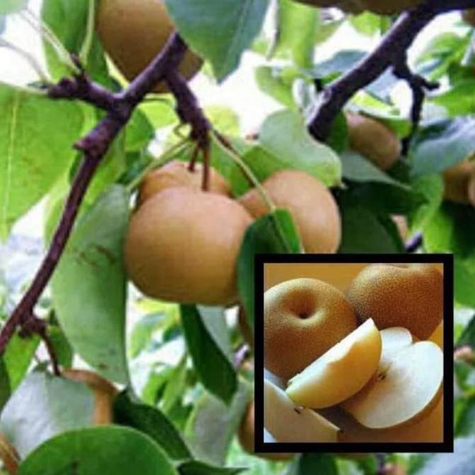 Bibit Buah Pir Kuning Cangkok kondisi berbunga