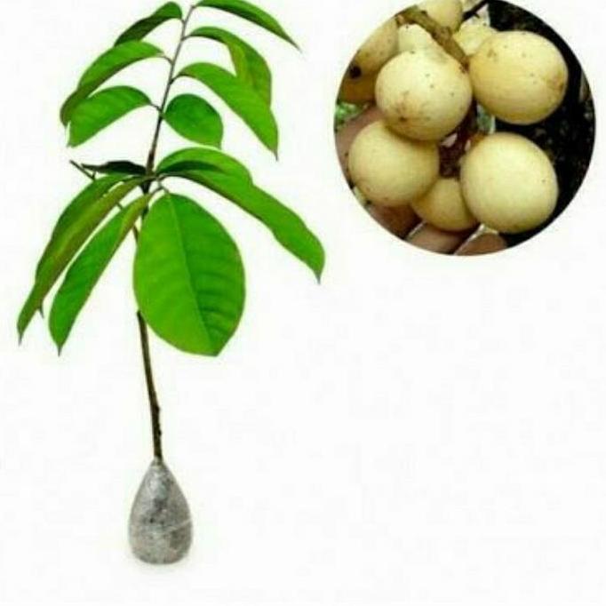 BIBIT LANGSAT TANPA BIJI/ TANAMAN BUAH LANGSAT/ BIBIT LANGSEP