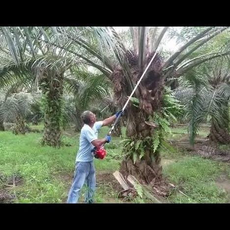 Mesin Panen Sawit TASCO TPC 310 Alat Panen Sawit Palm Cutter Harvester
