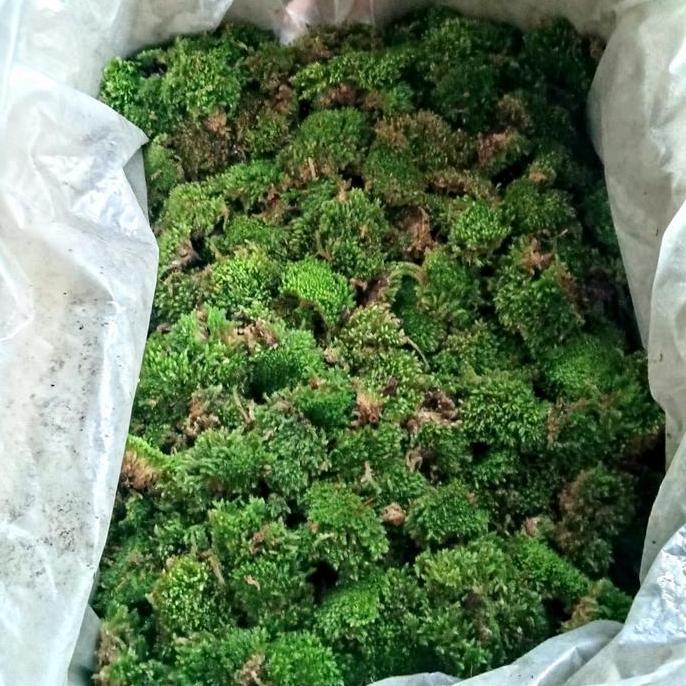 Allthebest- media tanam lumut / moss 1kg