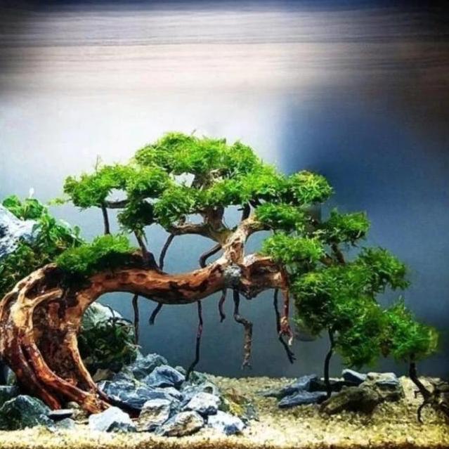 pohon bonsai besar for aquascape aquarium