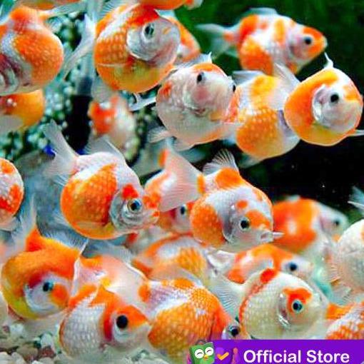 Koki Mas Mutiara / Ikan Hias Aquascape Air Tawar / Ikan Koki Goldfish