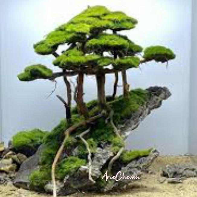 Hiasan Aquarium Pohon Bonsai Hutan Di Atas Tebing Dekorasi Aquascape Hardscape