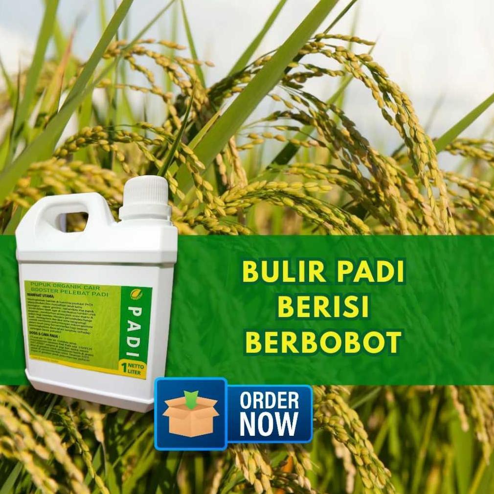 Bisa Cod Pupuk Padi Pupuk Cair Pelebat Padi Pupuk Organik Padi Pupuk Memperbanyak Anakkan Padi Kemas