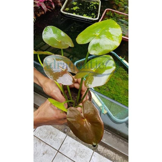 Blebeb- Tanaman Aquascape Water Lily Lili