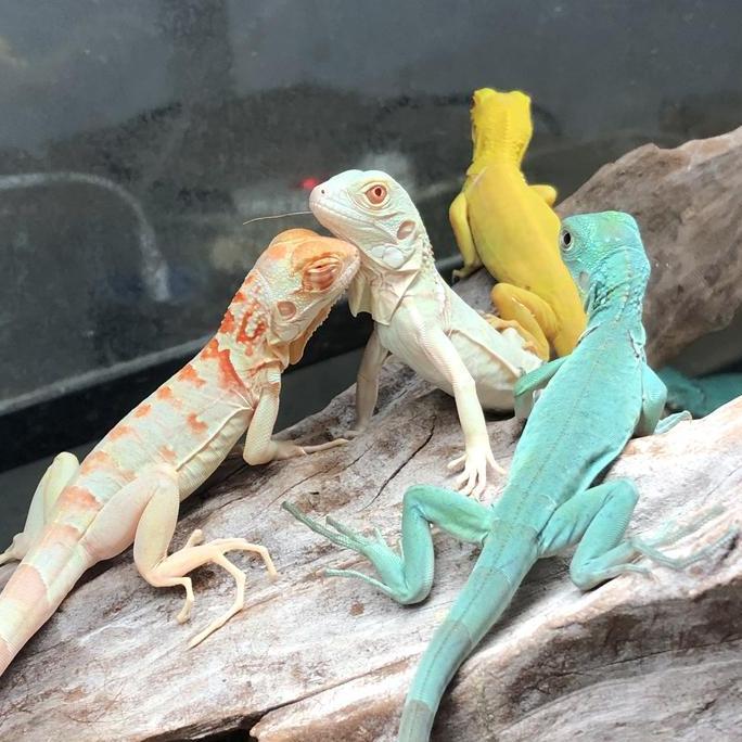 tokowatishop - iguana green red blue albino snow