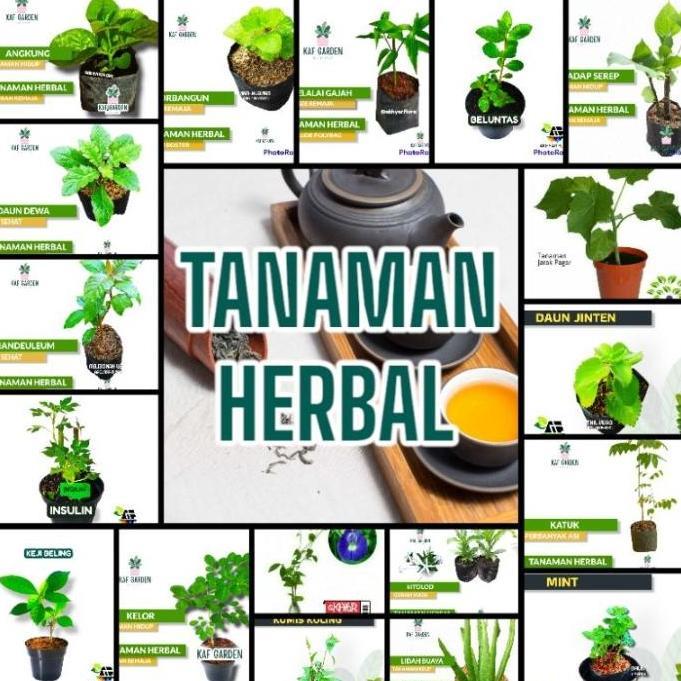 PROMO Paket tanaman apotik hidup. 8 tanaman  herbal. tanaman apotik hidup