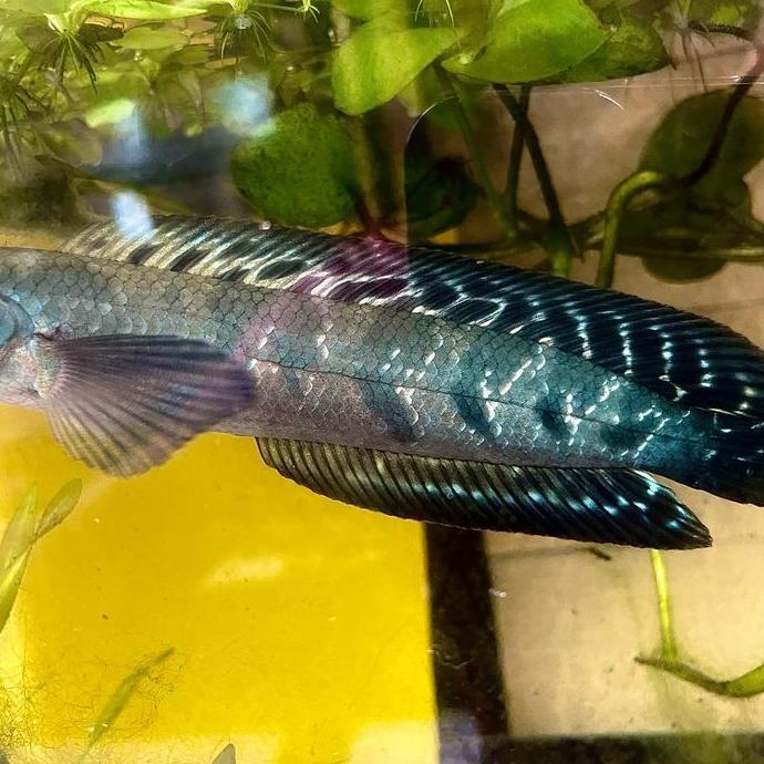 Catbull- Pelet Supplement Black Diamond