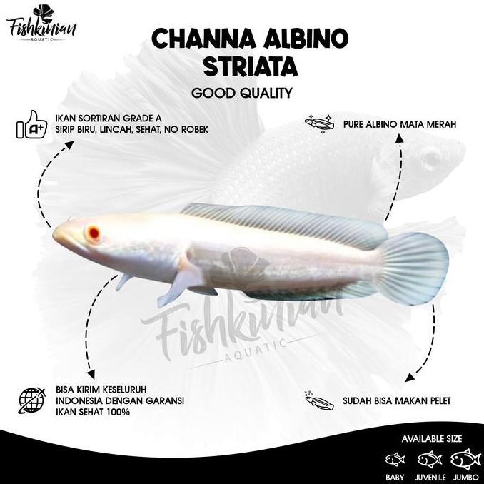 Catbull- Ikan Channa Albino Striata Grade A