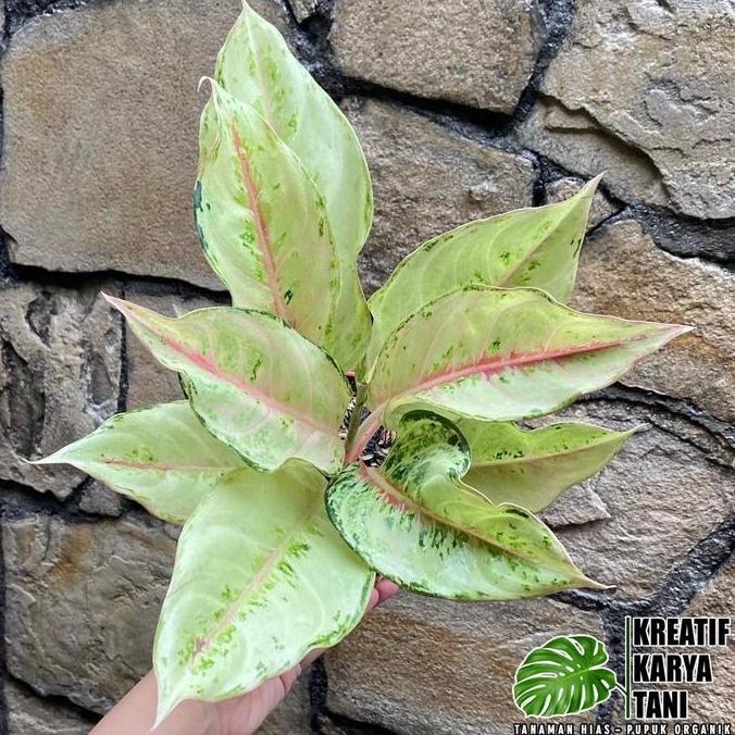 PROMO Tanaman hias aglonema frozen - Aglonema frozen