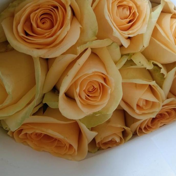 Flowandbe- Bunga Mawar Asli Fresh 10 Tangkai / Bunga Mawar Asli Murah