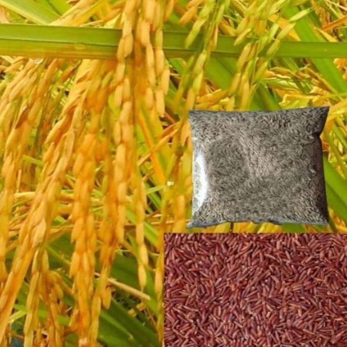 Indah- Benih Padi Beras Merah Padi Sawah Unggul 1Kg