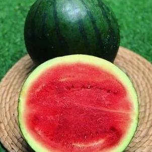 Frutexz- Semangka | Semangka Baby | Semangka Jepang - 1 Buah