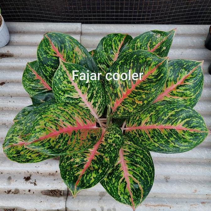 Aglonema Big Papa Remaja Dewasa Jumbo