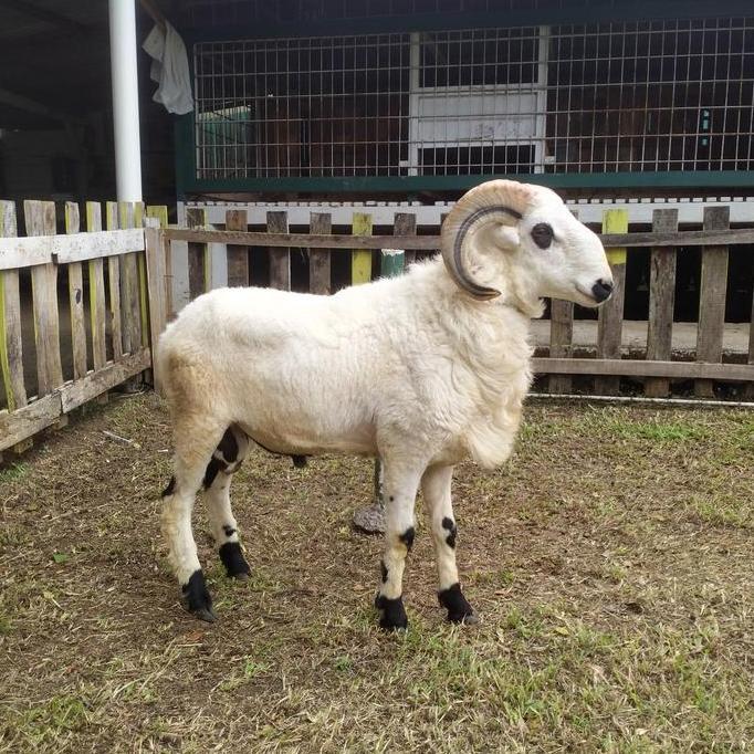 Terlaris Domba Qurban