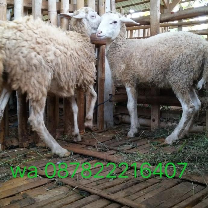 Terlaris Kambing Dan Domba Hidup Murah