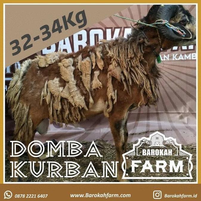 Terlaris Domba Kurban Tipe 5