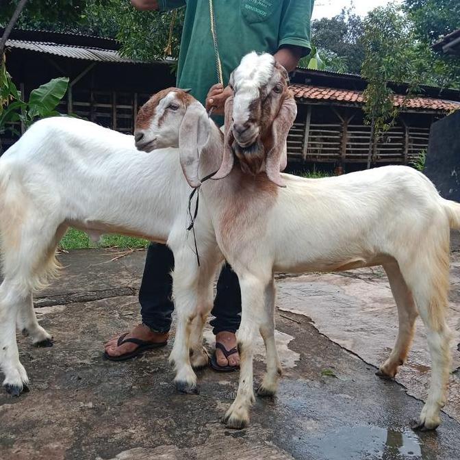 Terlaris Santri Bahagia Aqiqah - 2 Ekor Kambing & Domba Premium Quality Haul Nadzar Tasyakuran Pelih