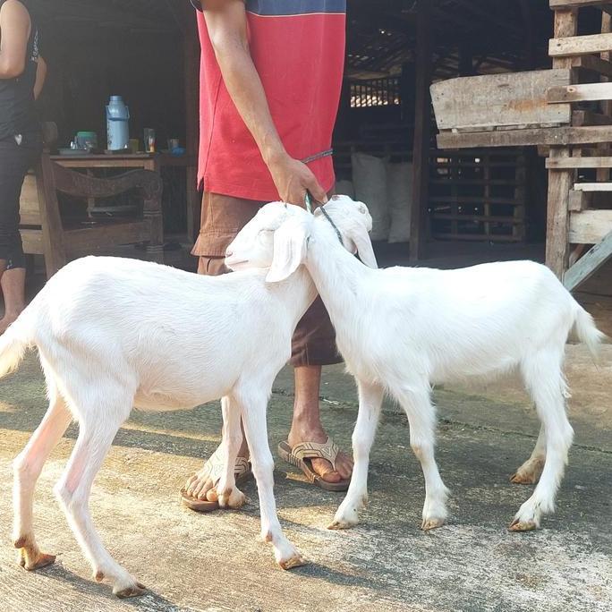 Terlaris 2 Ekor 2 Jt. / Kambing Aqiqah / Domba Aqiqah / Kambing Murah