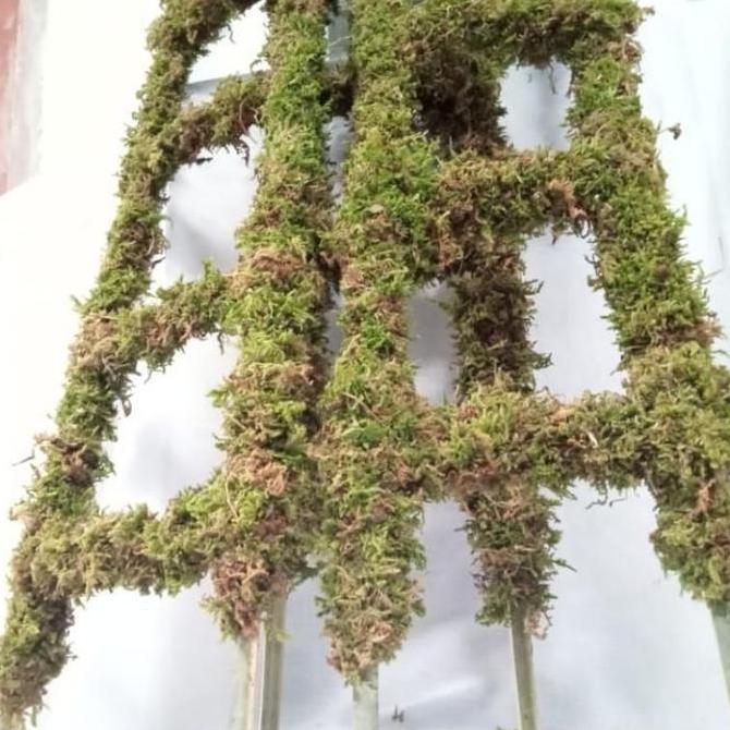 Turus Lumut Bambu Tangga 70 Cm